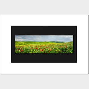 Poppies in a field in Tuscany, Italy Posters and Art